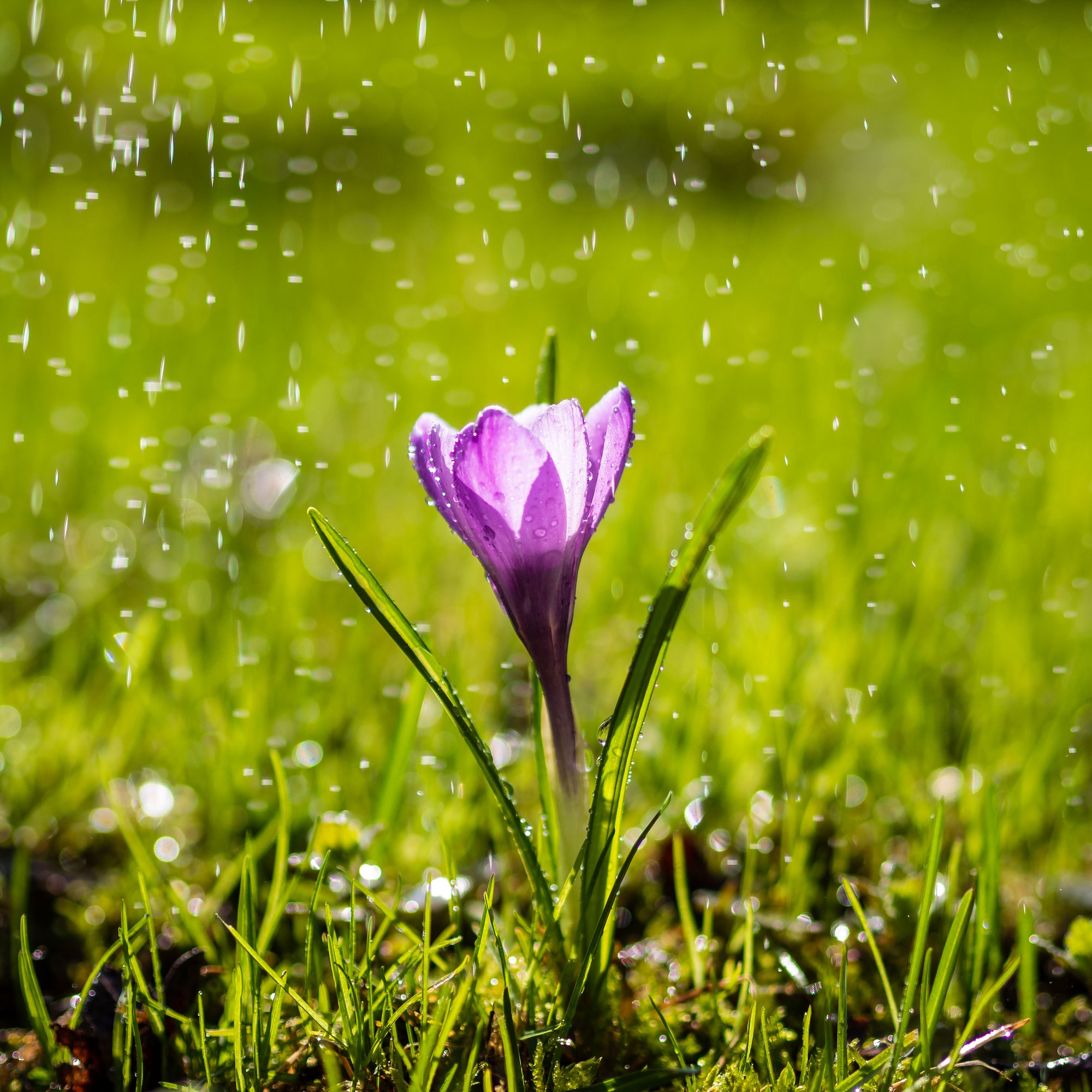 The single purple Crocus flower in drops of light summer rain