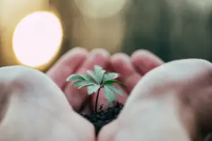 A close-up of two hands gently cupping a small green seedling growing in soil, with a soft, blurred background and sunlight shining from the left side. STG-Health