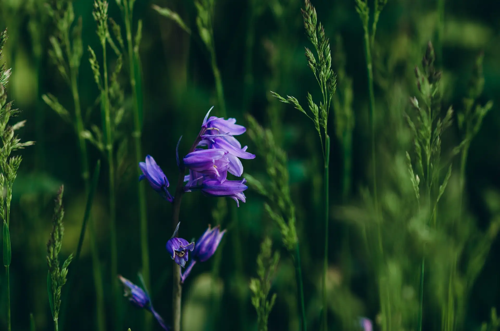 A close-up of a single purple wildflower blooming among tall green grass, with a softly blurred green background. STG-Health
