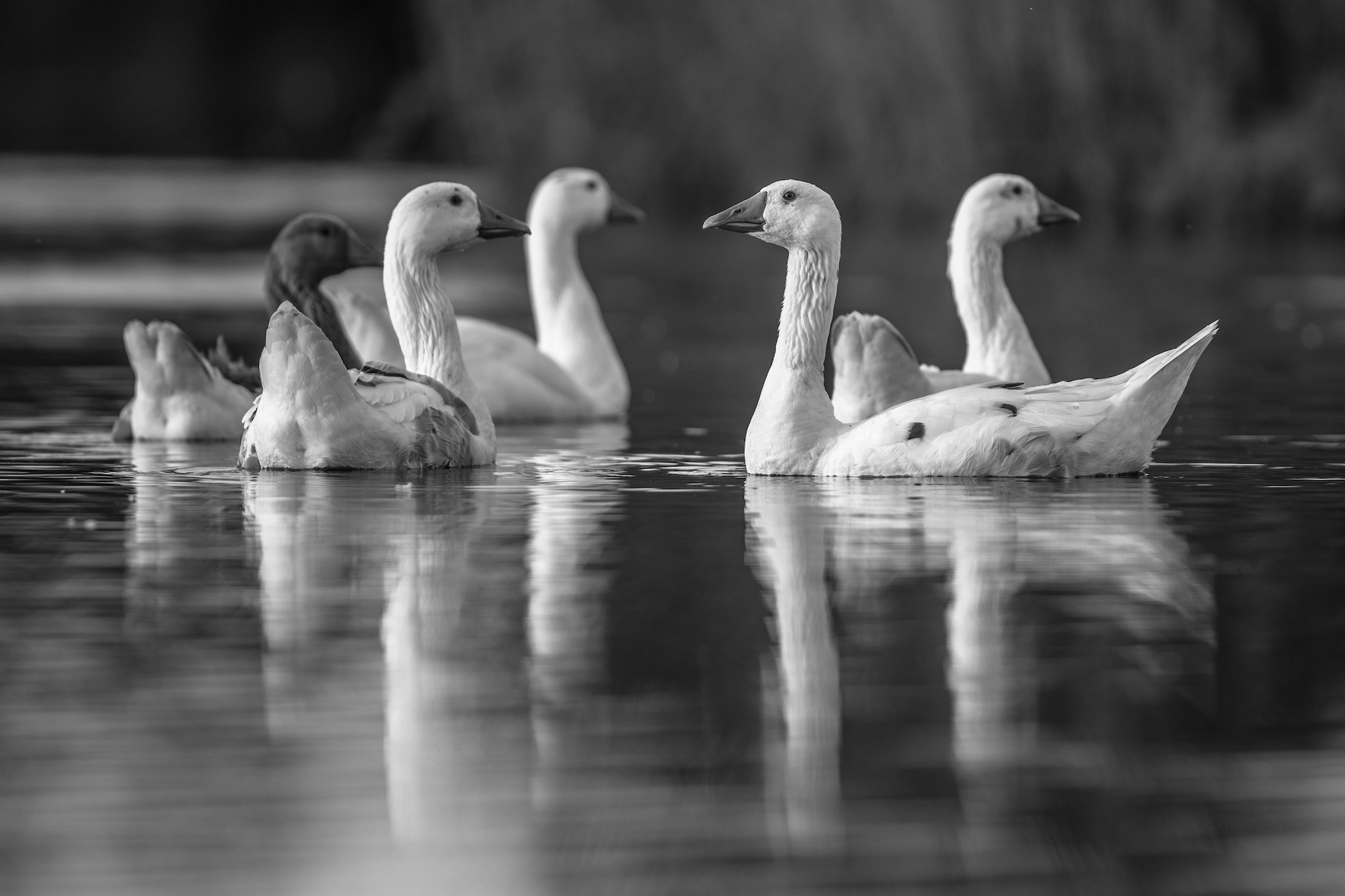 Group of aware white geese